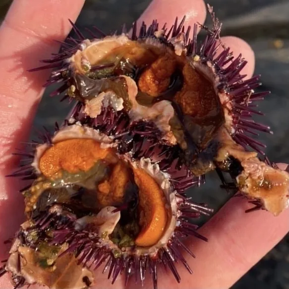Irish Sea Urchins / Uni